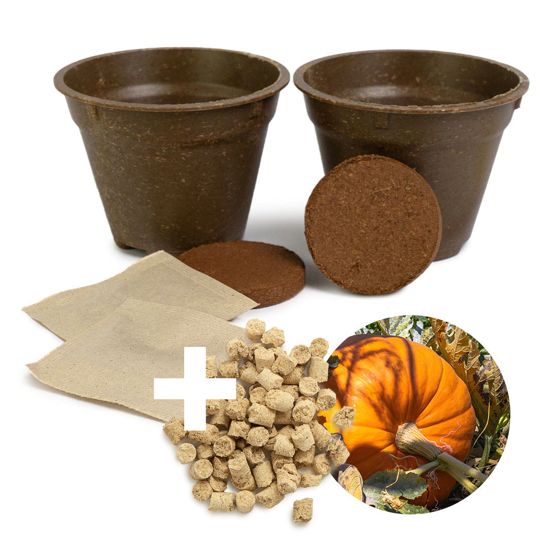 Halloween Grow Kit