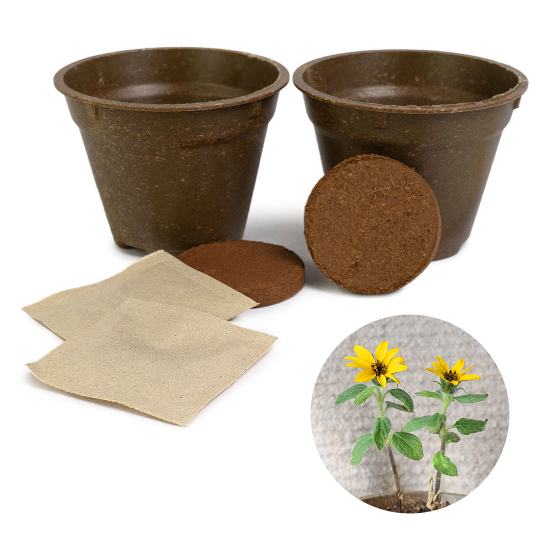 GRETA pro Sonnenblumen-Rennen